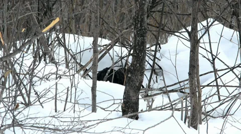 Beaver winter Video stock 36054372