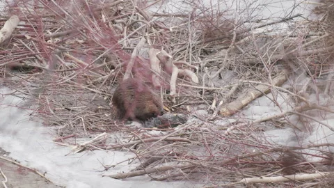Beaver in winter ice chews a willow branch at lodge entrance, slowmo, 4k Stock Footage 171245940