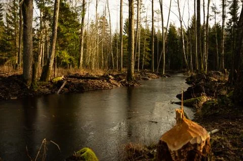 Beaver work in the forest, river with trees Stock Photos