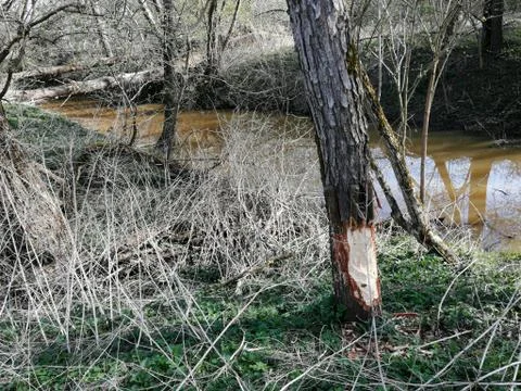 BEAVER  work by  a  RILL Stock Photos