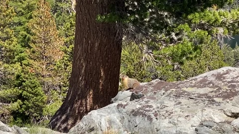 Beaver in Yosemite Wilderness Stock Footage 169120046