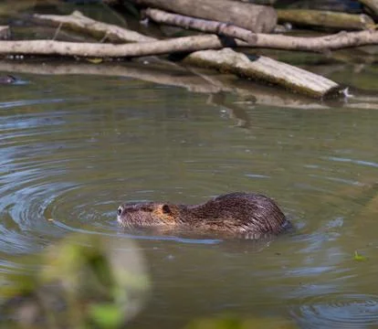 Beaver in a zoo Stock Photos