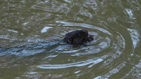 Beaver_eats_1 Stockbeeldmateriaal 135277682