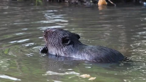 Beaver_eats_bread_2 Stockbeeldmateriaal 135277632