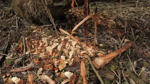 Beaver_tree Stock Footage 49157962