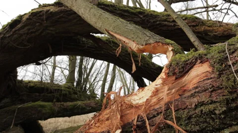 Beaver_tree Stock Footage 49158008