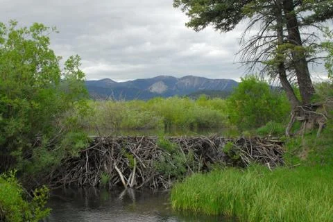 BeaverPond Stock Photos