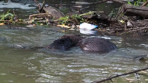 Beavers 1 Stockbeeldmateriaal 135277396