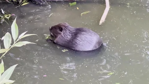 Beavers and ducks Stock Footage 281390912