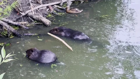 Beavers and ducks Stock Footage 281390927