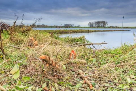 Beavers bite marks on Black Alder trees,  Alnus glutinosa Stock Photos