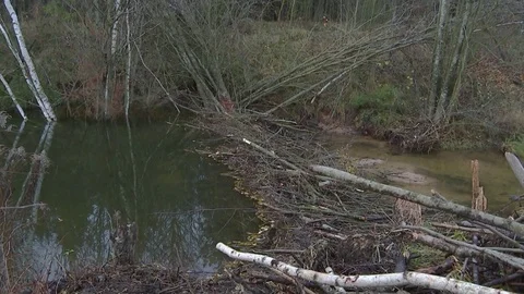 Beavers built a dam on the river Stock Footage 82221611