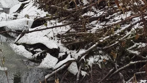 Beavers built the dam in winter. Beaver dam on slats in winter Stock Footage 301248395