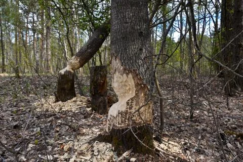 Beavers chewed tree trunks. Stock Photos