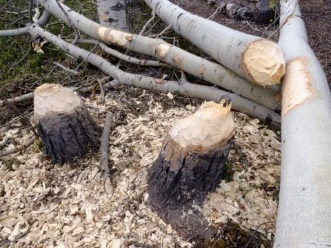Beavers cut down boreal forest taiga aspen trees Stock Photos