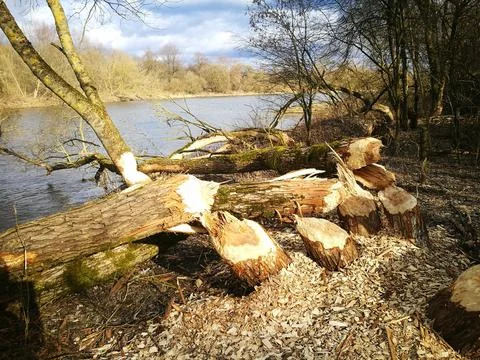 Beavers Cut Down Fresh Trees Along Riverbank in Autumn 写真素材