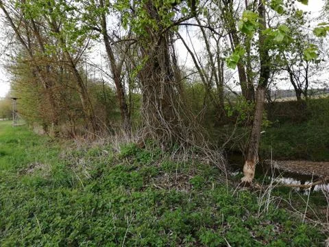 BEAVERS  cutting Stock Photos