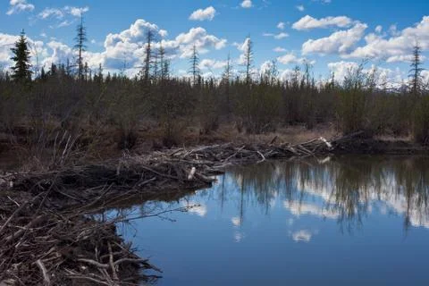 Beavers dam Foto stock