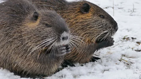 Beavers eating carrot 스톡 동영상 147346027