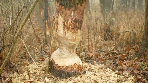 Beavers eurasian castor fiber gnawed bite chewing marks Video stock 330944866