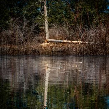 Beavers fall large tree at waters edge in Upstate NY Stock Photos