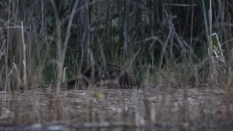 Beavers fight and grab each other in slow motion, during twilight Stock Footage 159483258