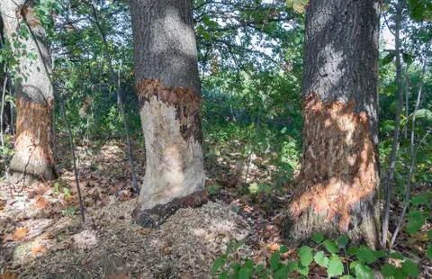 Beavers gnawed large mighty old oaks Stock Photos