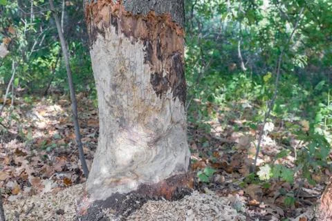 Beavers gnawed large mighty old oaks Stock Photos