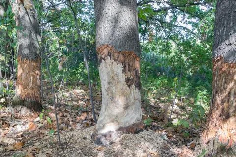 Beavers gnawed large mighty old oaks Stock Photos