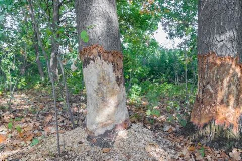 Beavers gnawed large mighty old oaks Foto stock