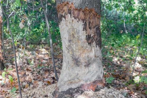 Beavers gnawed large mighty old oaks Stock Photos