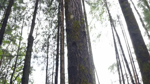 Beavers Gnawed Thick Tree. Sawdust and wood chips are scattered around the tree Stock Footage 138787581
