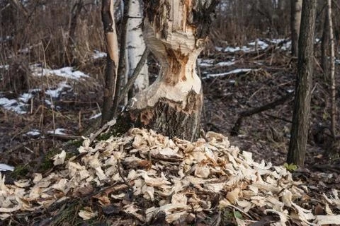 The beavers gnawed  tree  trunk in forest 스톡 사진