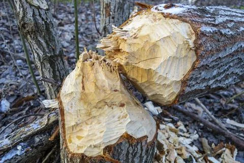 The beavers gnawed at the trunk of the tree, the tree fell. Beaver teeth Foto stock