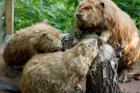 Beavers in green forest Stock Photos