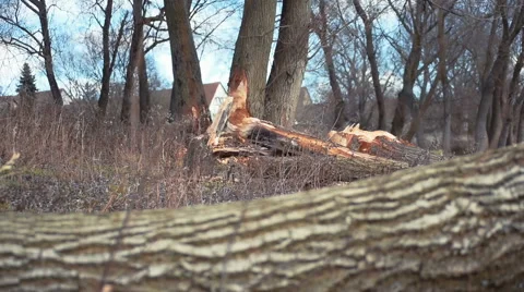 Beavers have gnawed through a tree Stock Footage 60212517