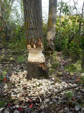 The beavers have gnawed trees Stock Photos