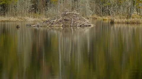 Beavers house in a lake at spring 動画素材 108242523