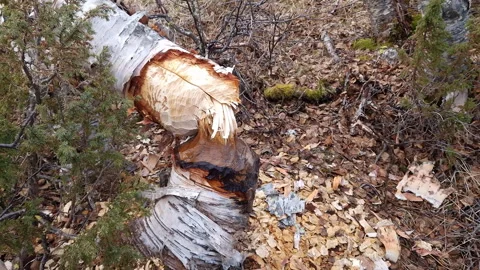 Beavers just cut down thick mountain birch in Scandinavian forest, a lot of.. Stock Footage 253821941