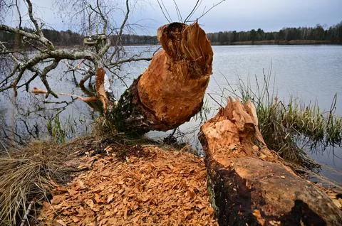 Beavers knocked down a large tree into the lake. Stock Photos