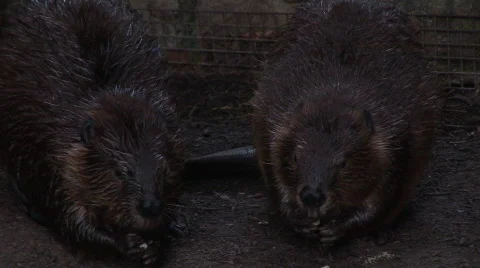 Beavers munch Video stock 86565