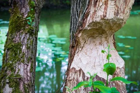 Beavers nibbled the trunk of tree. Beaver teeth marks on trees Foto stock