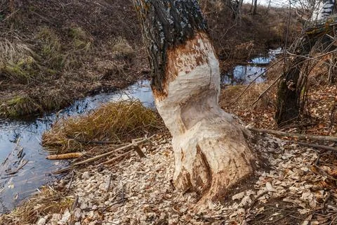 Beavers nibbled the trunk of a tree. Stock Photos