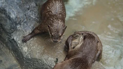 Beavers or Lutrinae Foto stock