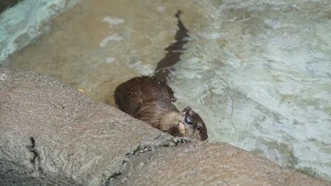Beavers or Lutrinae Stock Photos