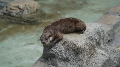 Beavers or Lutrinae Foto stock
