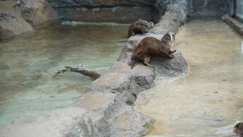 Beavers or Lutrinae Stock Photos