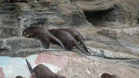 Beavers or Lutrinae Stock Photos