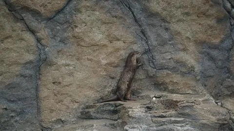 Beavers or Lutrinae Stock Photos