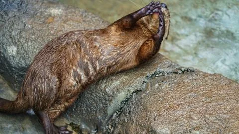 Beavers or Lutrinae Foto stock